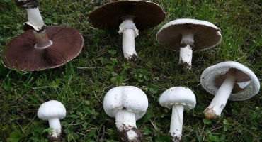 Jak vypadá polní houba?? Jeho prospěšné vlastnosti a způsoby konzumace